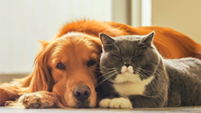 dog and cat